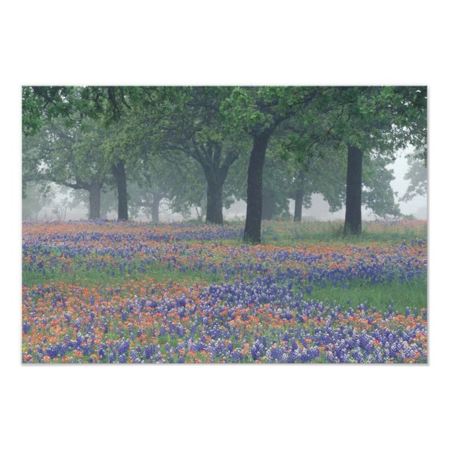 USA, Texas, Texas Hill Country Expansion field Fotodruck (Vorne)