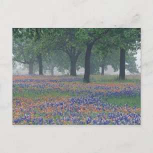 USA, Texas, Texas Hill Country Expansion field Postkarte