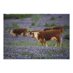 USA, Texas, Texas Hill Country, Hereford Fotodruck