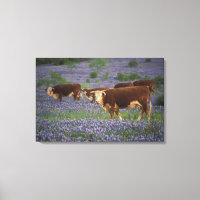 USA, Texas, Texas Hill Country, Hereford