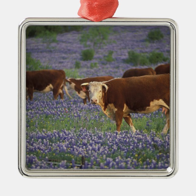 USA, Texas, Texas Hill Country, Hereford Ornament Aus Metall (Vorne)