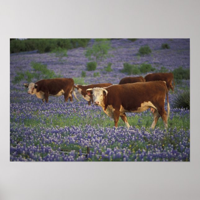 USA, Texas, Texas Hill Country, Hereford Poster (Vorne)