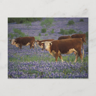 USA, Texas, Texas Hill Country, Hereford Postkarte