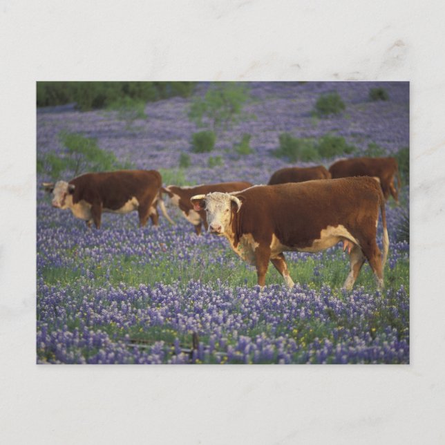 USA, Texas, Texas Hill Country, Hereford Postkarte (Vorderseite)