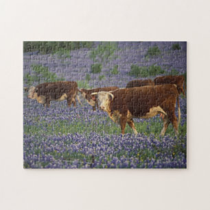 USA, Texas, Texas Hill Country, Hereford Puzzle
