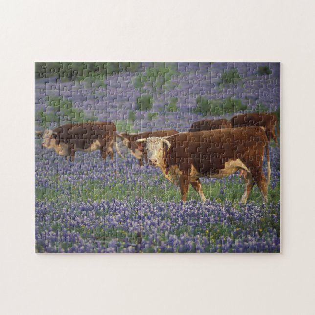 USA, Texas, Texas Hill Country, Hereford Puzzle (Horizontal)