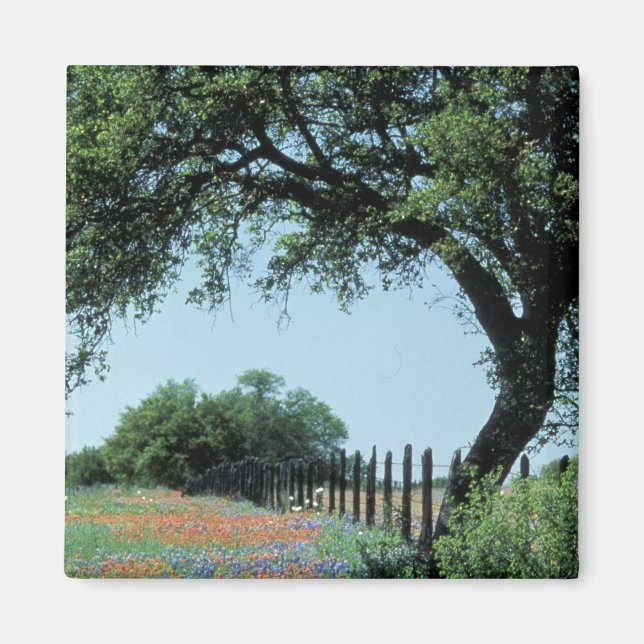 USA, Texas, Texas Hill Country Paintbrush und Magnet (Vorne)