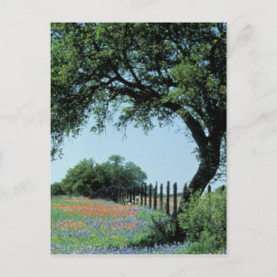 USA, Texas, Texas Hill Country Paintbrush und Postkarte