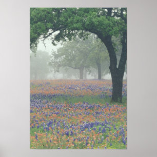 USA, Texas. Texas-Malerpinsel und Bluebonnets Poster