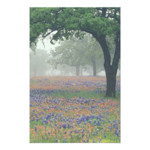 USA, Texas. Texas-Schminkwurz und Blauhut Fotodruck