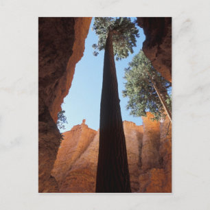 USA, Utah, Bryce Canyon National Park. Groß Postkarte