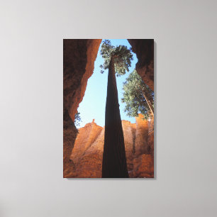 USA, Utah, Bryce Canyon National Park. Hoch Leinwanddruck