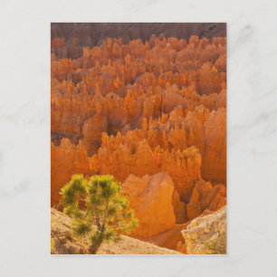 USA, Utah, Bryce Canyon National Park Postkarte