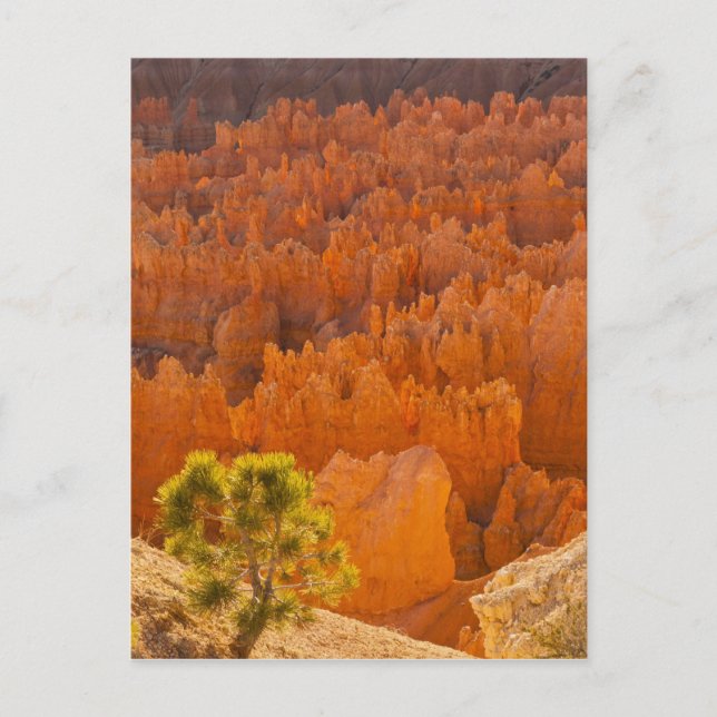 USA, Utah, Bryce Canyon National Park Postkarte (Vorderseite)
