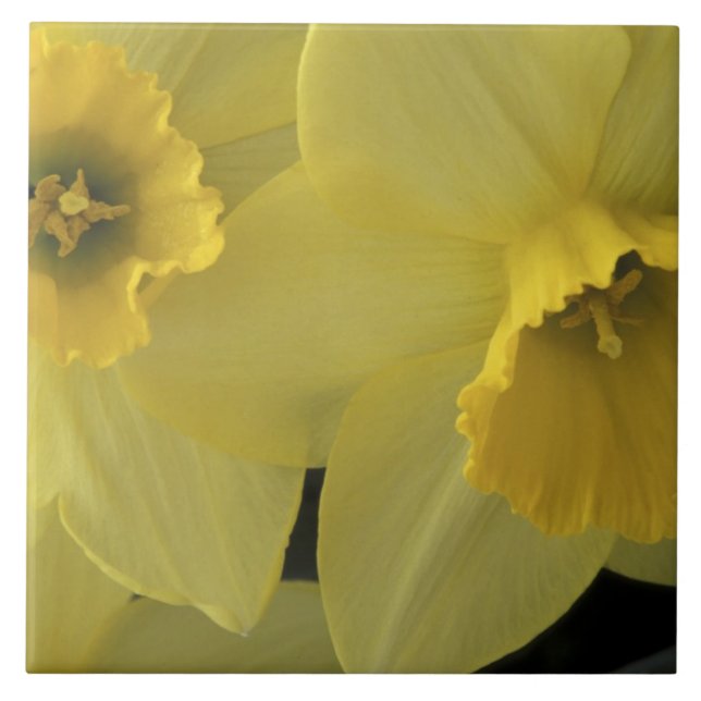 USA, Utah, Cache Valley Daffodils Fliese (Vorderseite)