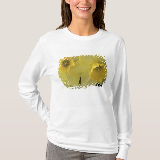 USA, Utah, Cache Valley Daffodils T-Shirt (Vorderseite)