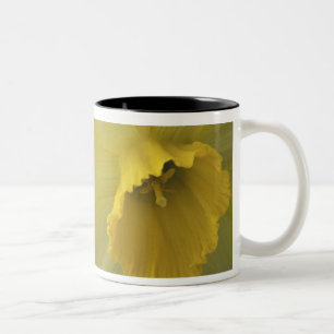 USA, Utah, Cache Valley Daffodils Zweifarbige Tasse