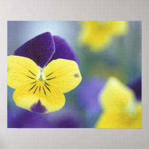 USA, Utah, Cache Valley Detail of a Johnny Jump Poster