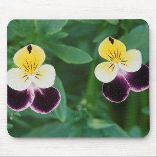 USA, Utah, Cache Valley, Stiefmütterchen Mousepad