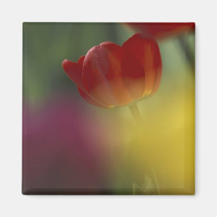 USA, Utah, Cache Valley Tulpen in einem Garten Magnet