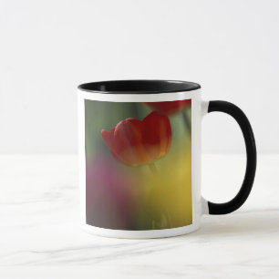 USA, Utah, Cache Valley Tulpen in einem Garten Tasse