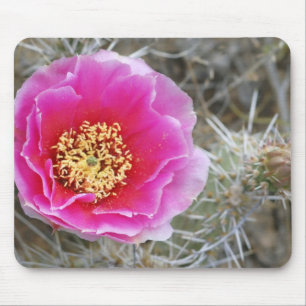 USA, Utah, Canyonlands NP, Desert-Feigenkaktus Mousepad