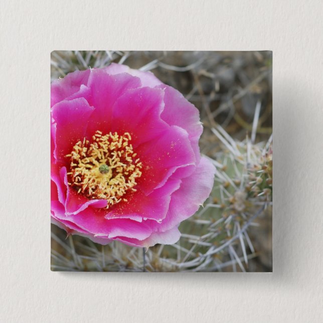 USA, Utah, Canyonlands NP, Wüste Prickly Pear Button (Vorderseite)
