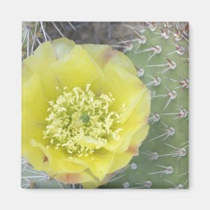 USA, Utah, Canyonlands, NP, Wüste Prickly Pear Magnet