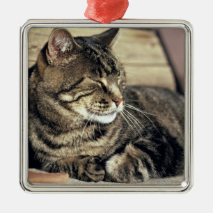 USA, Utah, Capitol Reef NP. Schlafende getigerte K Ornament Aus Metall