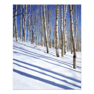 USA, Utah, Dixie National Forest, Aspen Grove Fotodruck