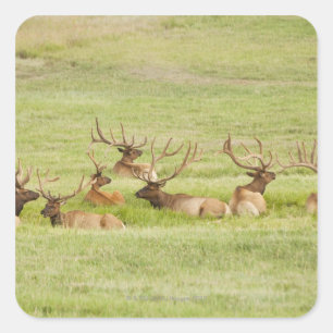 USA, Utah, Gruppe der bullen Elche (Cervus canaden Quadratischer Aufkleber
