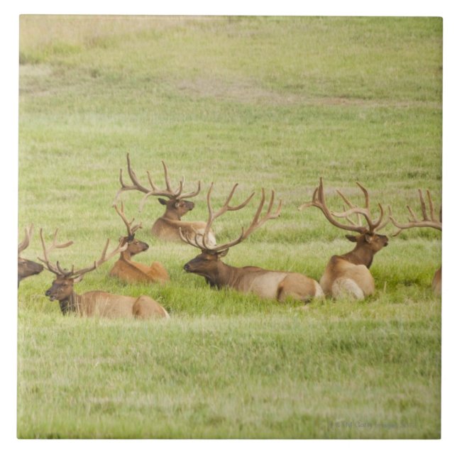 USA, Utah, Gruppe Stier Elche (Cervus canadensis) Fliese (Vorderseite)