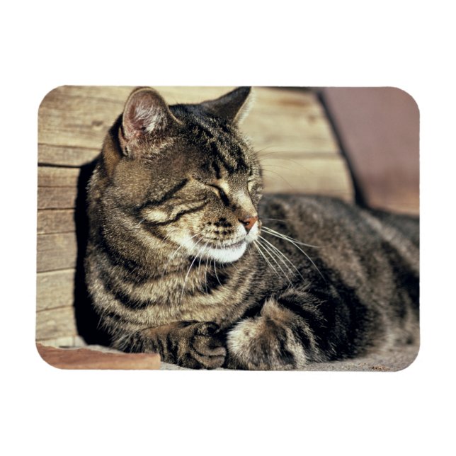 USA, Utah, Hauptstadt Reef NP. Schlaftabellatze Magnet (Horizontal)