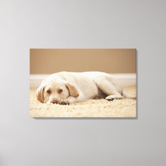 USA, Utah, Lehi, Portrait of Yellow Labrador Leinwanddruck
