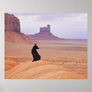 USA, Utah, Monument Valley, Hund sitzend auf Felse Poster
