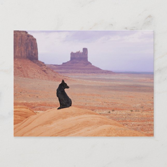 USA, Utah, Monument Valley, Hund sitzend auf Felse Postkarte (Vorderseite)