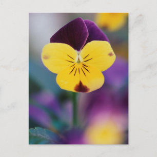 USA, Utah, Nahaufnahme von Viola tricolor im Garte Postkarte