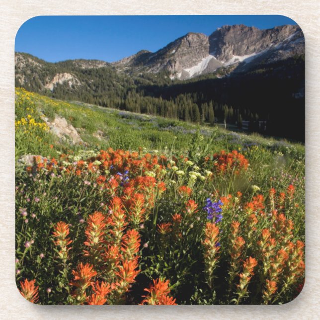 USA, Utah, Uinta-Wasatch-Cache National Forest Untersetzer (Vorderseite)