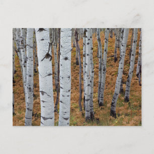 USA, Utah, Uinta-Wasatch-Cache Nationalforst 2 Postkarte