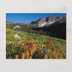 USA, Utah, Uinta-Wasatch-Cache Nationalforst Postkarte