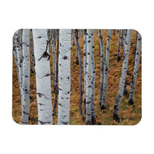 USA, Utah, Uinta-Wasatch-Cache, Nationalwald 2 Magnet