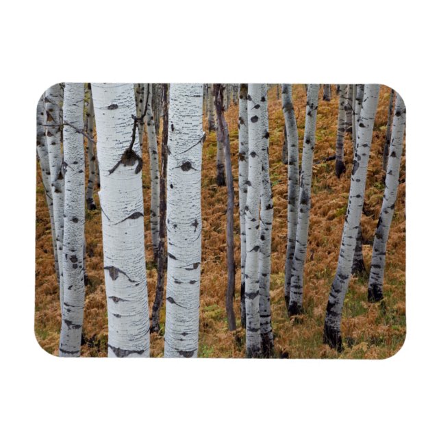 USA, Utah, Uinta-Wasatch-Cache, Nationalwald 2 Magnet (Horizontal)