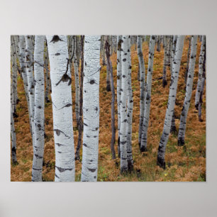 USA, Utah, Uinta-Wasatch-Cache, Nationalwald 2 Poster