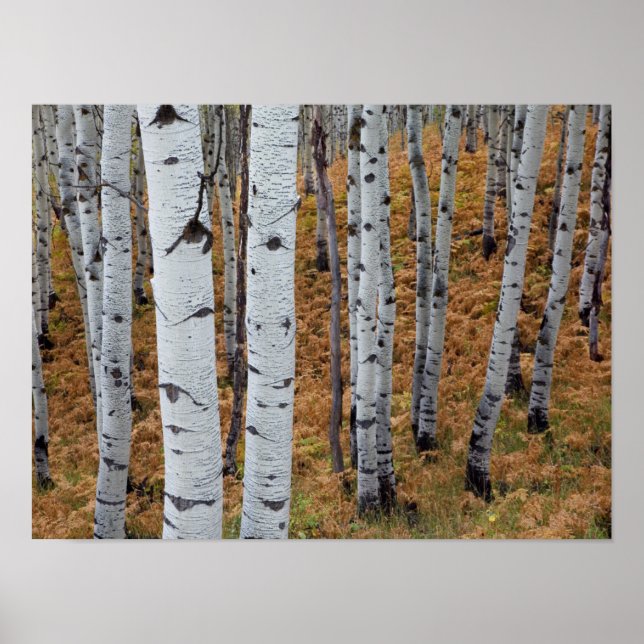 USA, Utah, Uinta-Wasatch-Cache, Nationalwald 2 Poster (Vorne)