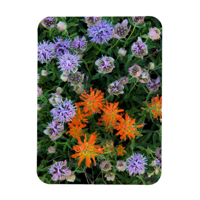 USA, Utah, Uinta-Wasatch-Cache, Nationalwald 3 Magnet (Vertikal)