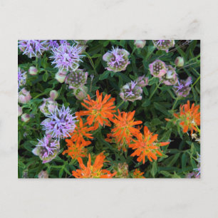 USA, Utah, Uinta-Wasatch-Cache, Nationalwald 3 Postkarte