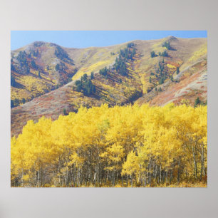 USA, Utah, Wasatch Cache National Forest, Poster