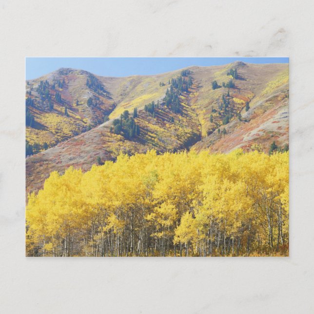 USA, Utah, Wasatch-Cache National Forest, Postkarte (Vorderseite)