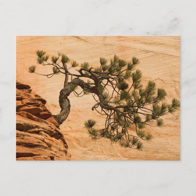 USA, Utah, Zion National Park. Kiefernbaum Postkarte (Vorderseite)