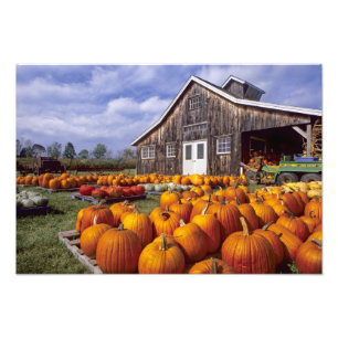 USA, Vermont, Shelbourne, Kürbisse Fotodruck